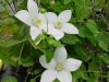 Show product details for Codonopsis grey-wilsonii Himal Snow